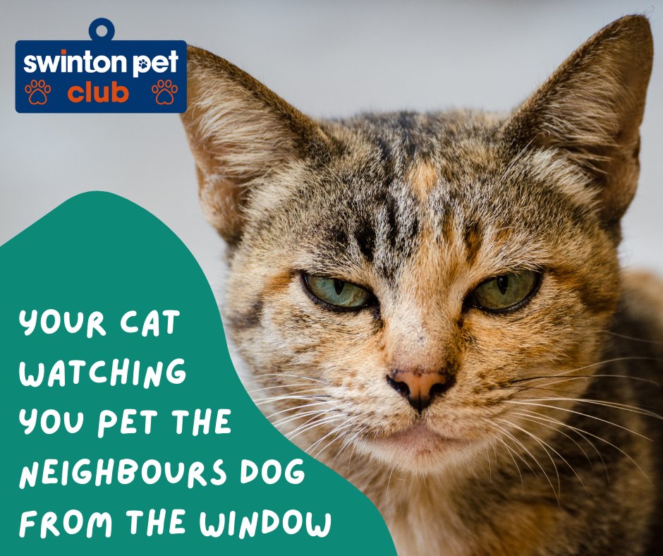 Swinton_PetClub's tweet photo. If I were you, I'd be worried 😬😳😾 #CatOwnerLife #CatMeme https://t.co/TINrc6fmHh