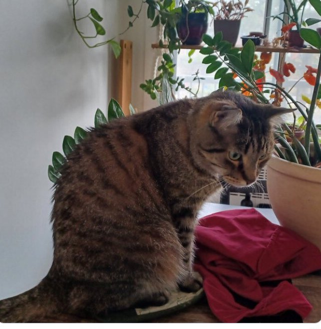 ThePhilosopurr's tweet photo. Catzilla going to ruins your Tokyos …
#Catify #Cats https://t.co/uzDdYjm2YE