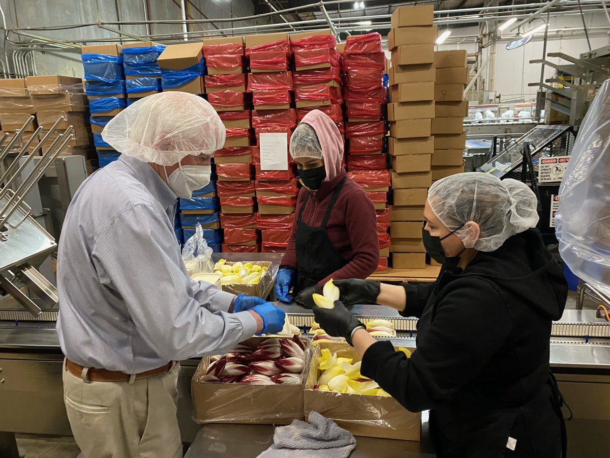 Mike_CA05's tweet photo. Had the opportunity to tour California Endive in Rio Vista, America’s largest endive producer. California Endive is a leader in the agricultural industry and a true example of the riches of our district. @caendive #FutureCA04 https://t.co/B7bpjDvKID