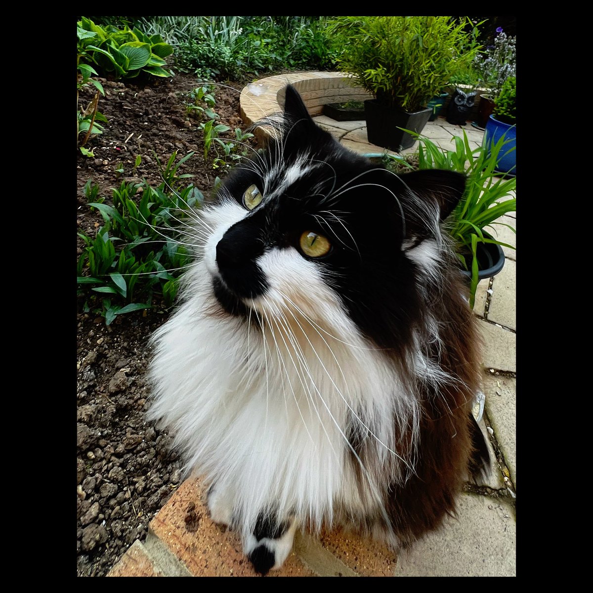 Ajinomoto62's tweet photo. Had a really furbulous #whiskerswednesday photoshoot on my awesome new cat-walk, that my HuMan has built entirely for me to enable me to do a successful #hedgewatch May all my fellow felines have an enjoyable #mousepatrol tooπββ¬πββ¬πββ¬
#Cat #TuxiesRule https://t.co/gkdRXqBre8