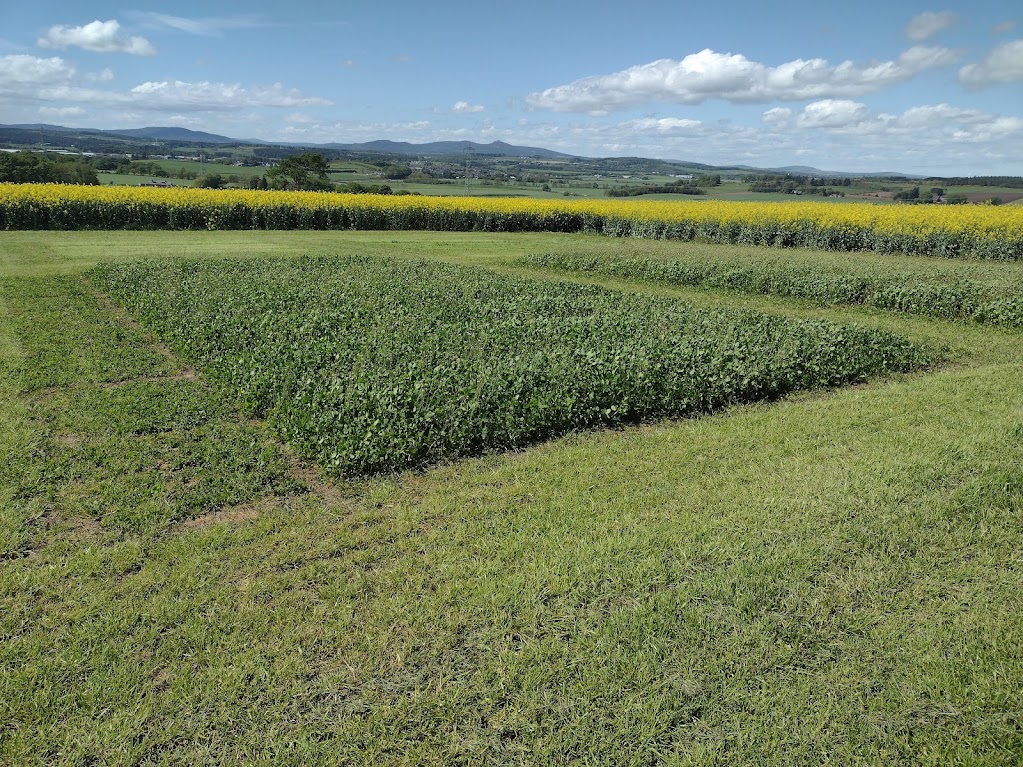 DrRIGraham's tweet photo. Great couple hrs checking out the grass and clover national lists trials at Kirkton @SRUC and the student-led "winter wheat challenge" plots -  weather and cracking views towards Bennachie an added bonus - and on #PlantDay https://t.co/8nOOC93x1t