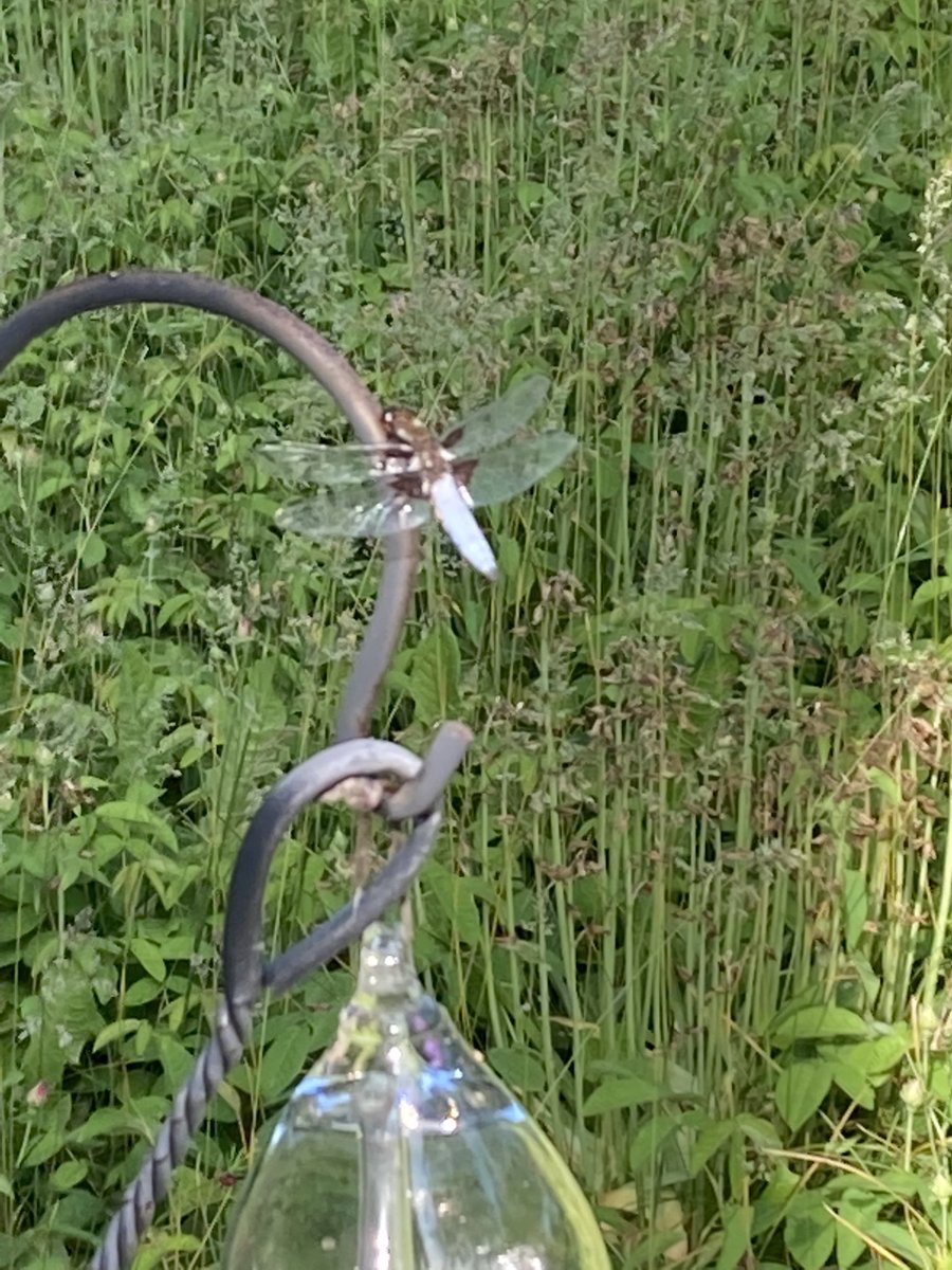 BustersBits's tweet image. In our garden just now. About 5cm long. Anyone know what it is?