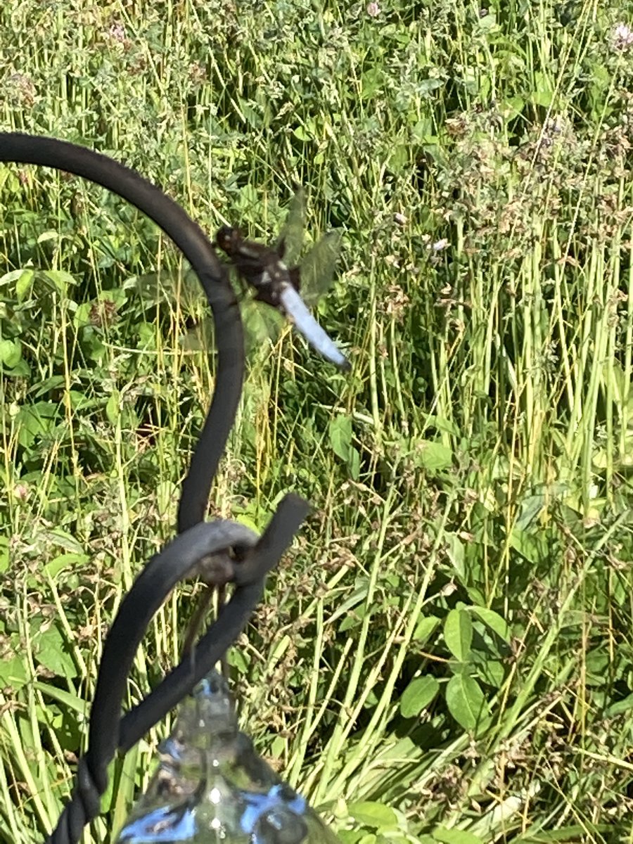 BustersBits's tweet image. In our garden just now. About 5cm long. Anyone know what it is?