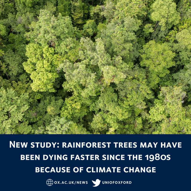 UniofOxford's tweet photo. NEW: A study has found tropical trees in Australia’s rainforests have been dying at double the previous rate since the 1980s.

Researchers believe this could be because of climate change as global warming increases the drying power of the atmosphere.

Read more ⬇️