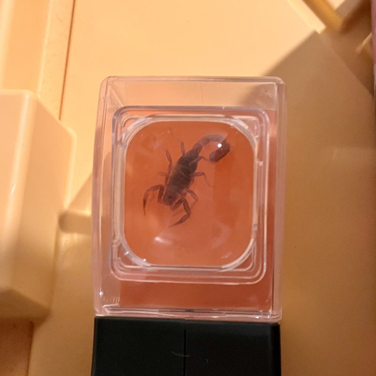 Look what the cat dragged in … I mean look what <a href="/Facemeltingsolo/">Trevor Hamer / Facemelting Solos</a> caught in the wee hours of the morning. #scorpion 
Not sure what to do with her now.