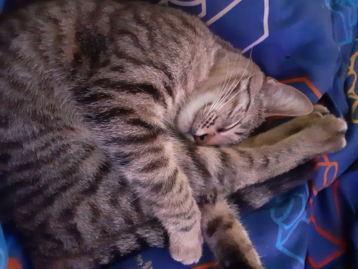 WasFile's tweet photo. i decided to draw pretzel (my cat) https://t.co/VAXogVqoVm