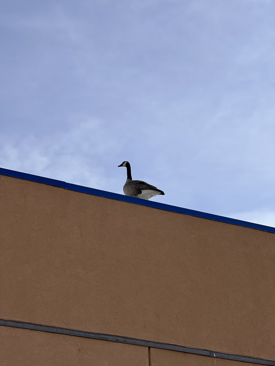 ThatDyllanGuy's tweet photo. A goose on a roof. A Canadian problem. https://t.co/QtuFq0onMP