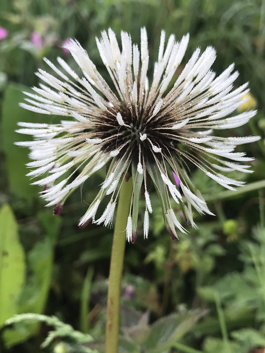 Love the texture of damp dandelions