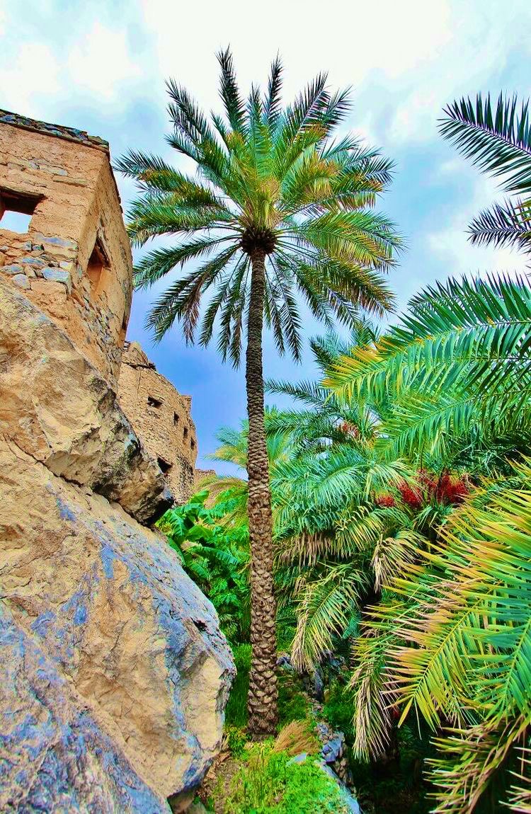 marwanbalushi80's tweet photo. في وطني العزيز #سلطنة_عُمان 

عزّة النفس في روح الإنسان..
من اخضرار الجمال على الأرض، وعلوّ النخل نحو السماء. https://t.co/mleCkjv9vn