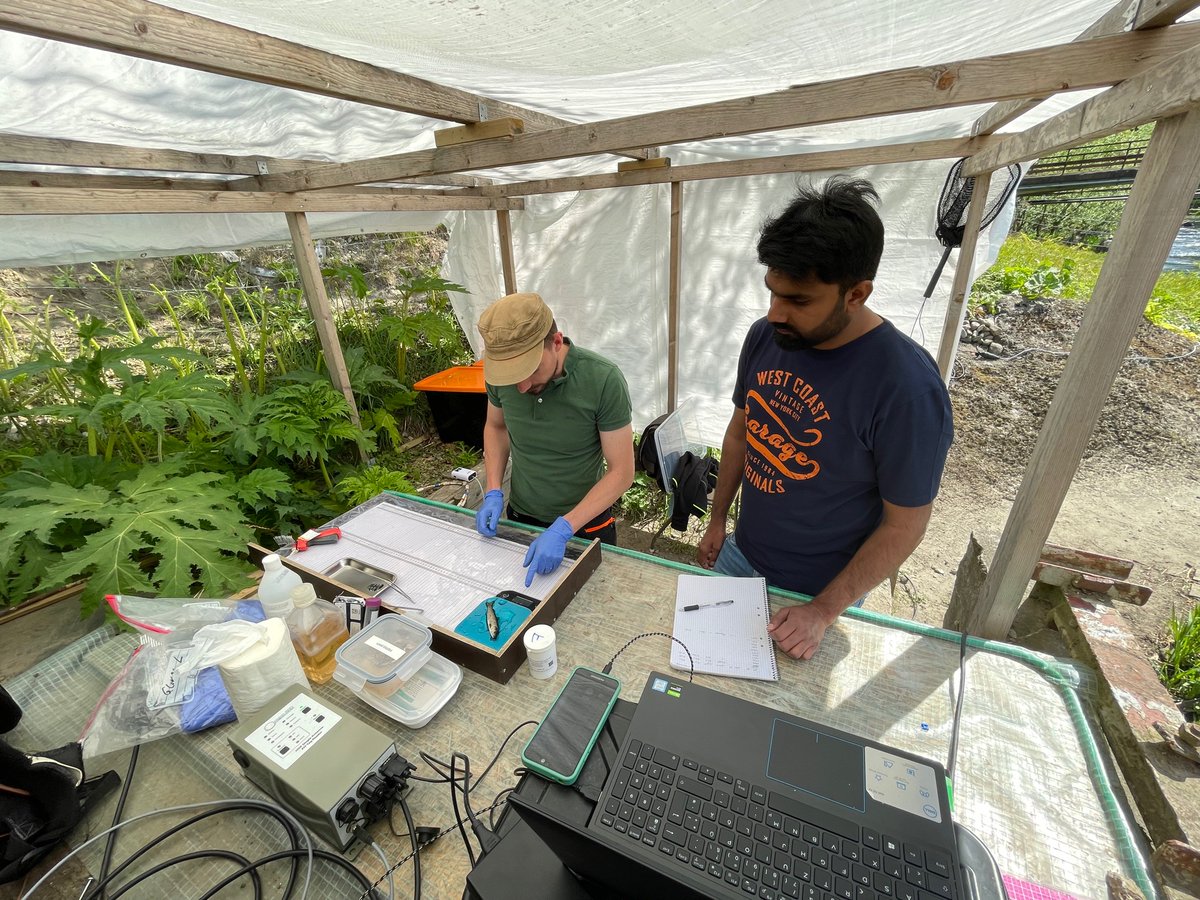 River #Nybroån sea trout tracking project run by ESR Florian Eggers at #Fiskevårdsteknik assisted by visiting ESR Ali Khan <a href="/TallinnTech/">TalTech - Tallinn University of Technology</a>. <a href="/MSCA_RIBES/">RIBES</a> <a href="/RivEM_Karlstad/">RivEM KarlstadUni</a> <a href="/KAU/">Karlstads universitet</a> #trout #lifehistory