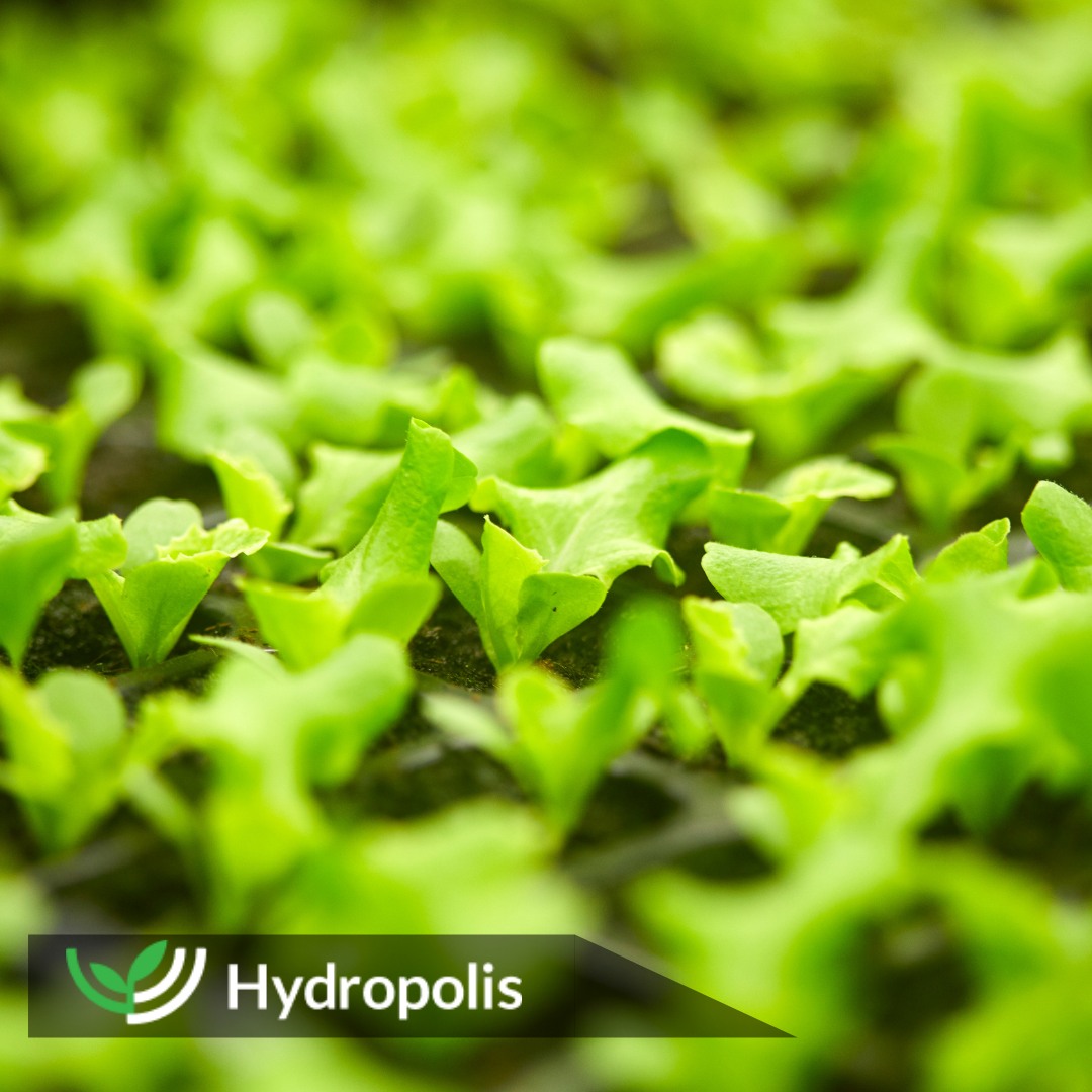 hydropolistech's tweet photo. Have you known that with our #SmartCrop system you can grow plants during the whole year? Since our average harvest cycle for lettuce is just 22 days, farmers can grow up to 15 harvests annually. Itβs time to grow! π±
#agriculture #verticalfarming #hydroponics https://t.co/zzdcnJ9u69