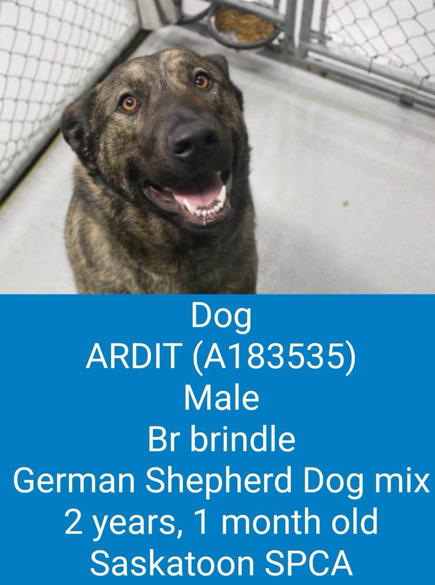 Saskatoon SPCA tweet media