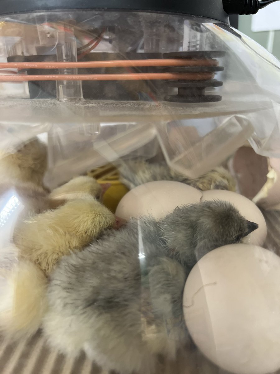 TheIsaksonTimes's tweet photo. We have been observing and learning about our chick eggs for 21 days. The day finally arrived and we now have chicks in our classroom! 🐣 https://t.co/p9BtEWaazy
