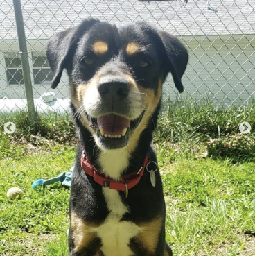 pets911id's tweet photo. Any Beagle lovers out there?! Logan is a lovely, 4 year old Beagle mix that recently came from Texas! This silly boy is looking for his new family and he hopes that could be YOU! https://t.co/ujZ6WhsqMu https://t.co/gxg1vCpmLC