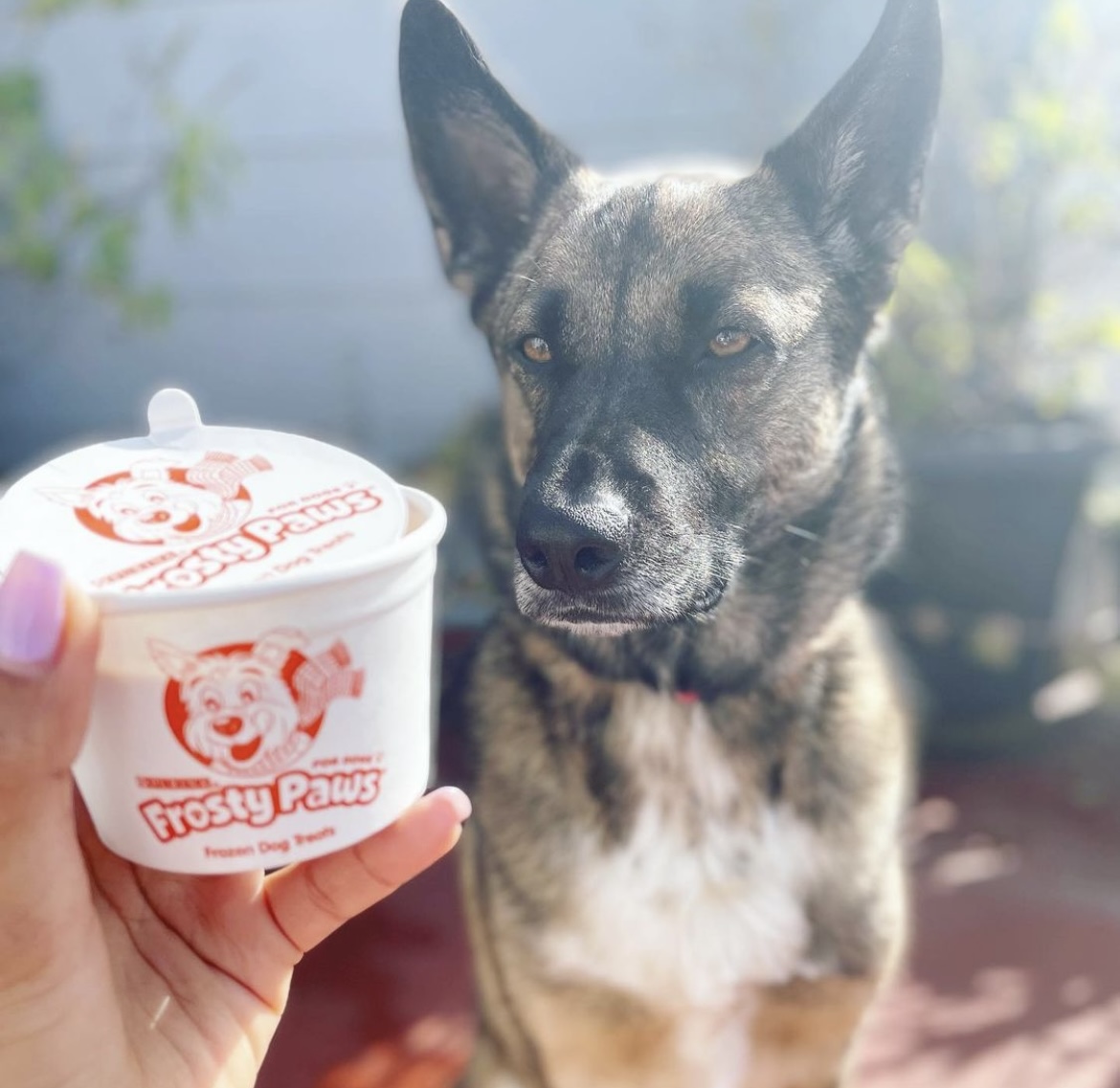 Find someone who looks at you like Bear looks at his Frosty Paws 💙 #WoofWednesday

📸: dogdhaarasdog (on Instagram)
