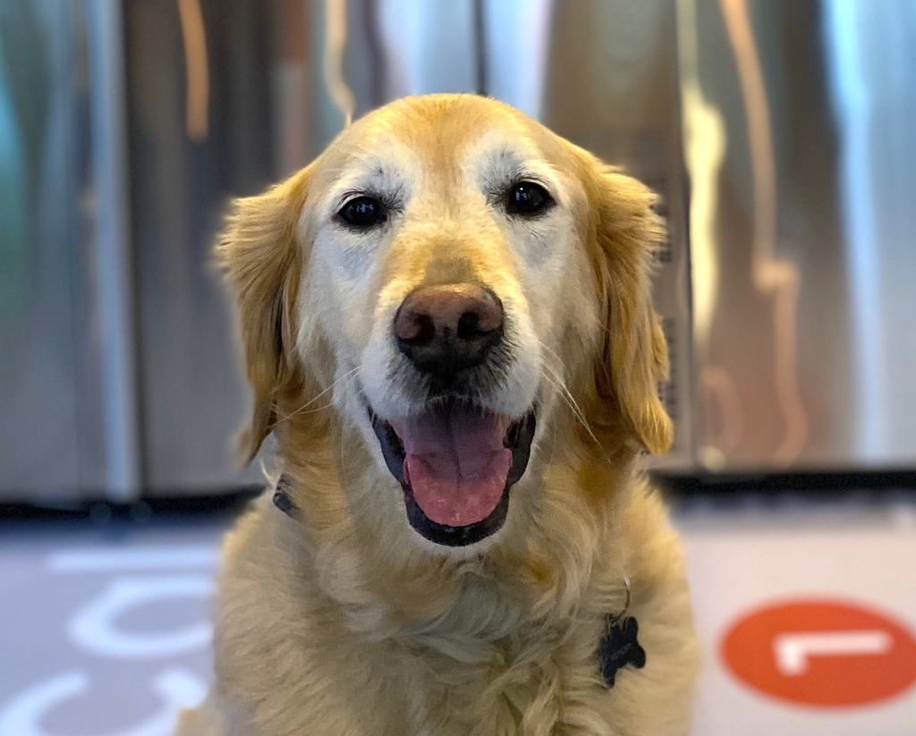 LegitProvisions's tweet photo. Cooper the Golden here to remind you to make today amazing &amp; treat yourself to something nice after work. You're halfway to the weekend but there's no reason you can't celebrate today, too! 🥰

#GetLegit #HaveAGreatDay https://t.co/IzpldVKpQJ