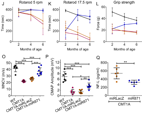 Keith N. Fargo, PhD (@keithnfargo) on Twitter photo In CMT1A mice, miRNA targeting PMP22 and delivered via AAV9 rescues behavior, nerve structure, and nerve function. Funded by <a href="/CMTRF/">CMT Research Foundation</a>.
jci.org/articles/view/… In CMT1A mice, miRNA targeting PMP22 and delivered via AAV9 rescues behavior, nerve structure, and nerve function. Funded by <a href="/CMTRF/">CMT Research Foundation</a>.
jci.org/articles/view/…