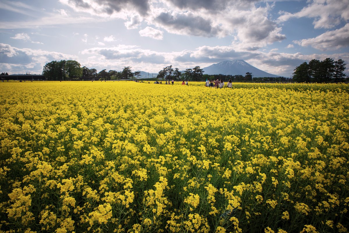 machiyas's tweet photo. 2022.5.15
東北農業研究センター 菜の花公開 2022(2)
#岩手 #盛岡 #農研機構 #東北農業研究センター #菜の花畑 #菜の花 #ナタネ #岩手山 #姫神山 #南昌山 #春
#iwate #morioka #naro #tohokuagriculturalresearchcenter #rapefields #rapeplants #rapeseed #mtiwate #mthimekami #mtnansho #spring https://t.co/bmHjYgROdx