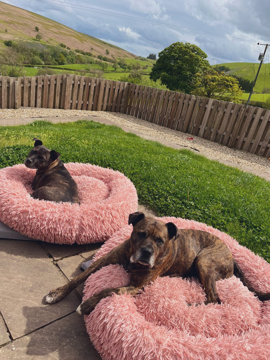 Chilling after a lovely walk ❤️❤️