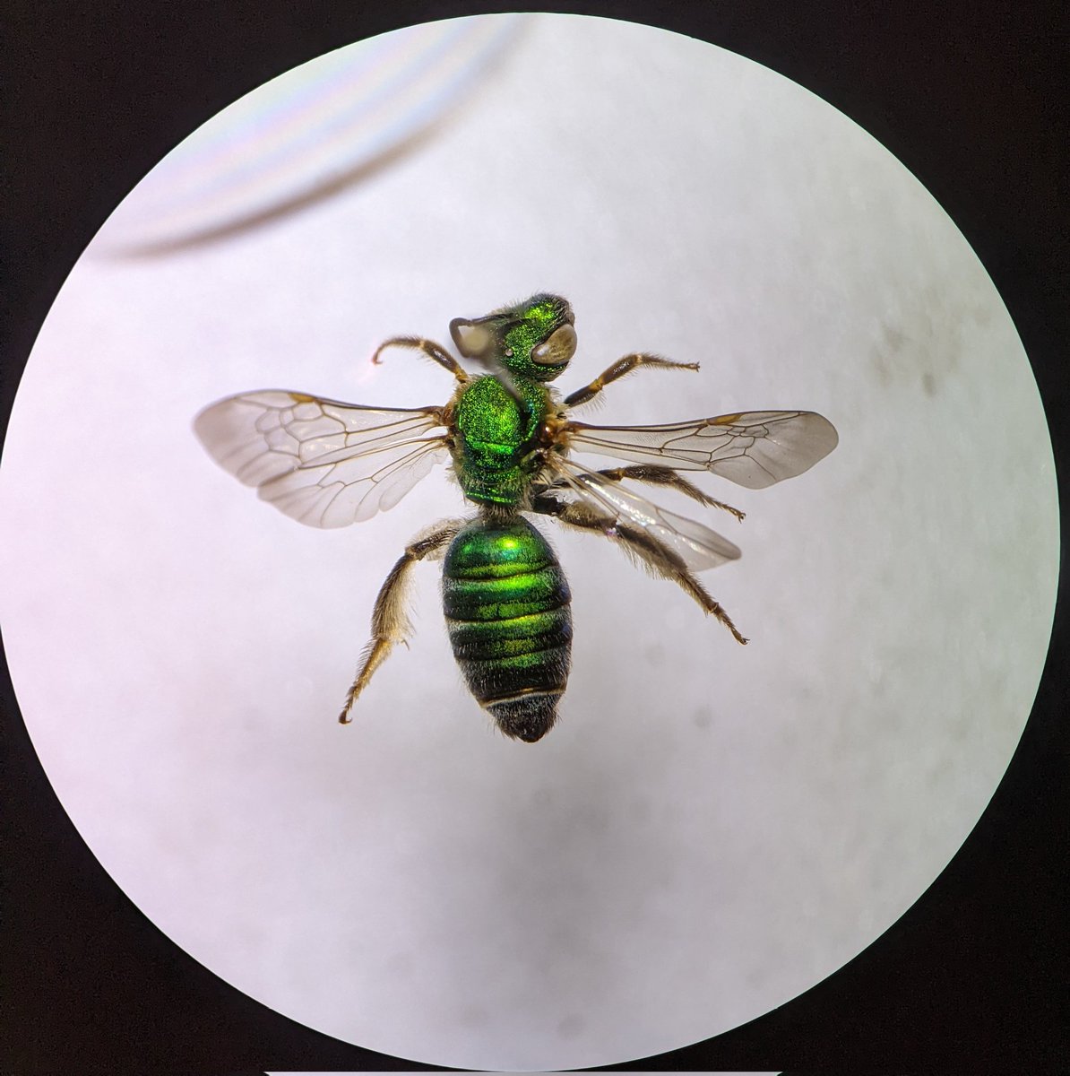 As someone who's done mostly crop pest research, working with #nativebees has been a hard learning curve. There's so many &amp; they're tiny &amp; taxonomy is tough. But then you get a lovely specimen like this Agapostemon sericeus &amp; it feels a bit better. #entomology #conservation #bees