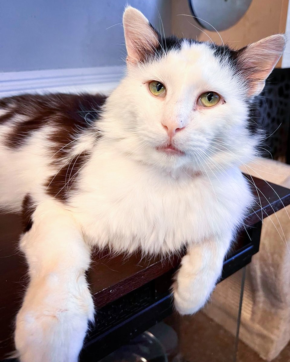 Whoever adopts him better name him something like Richard or Dave because he sure got a hooman face! 

Adopt Possum Crouton! 😍 bit.ly/PossumCroutonU…