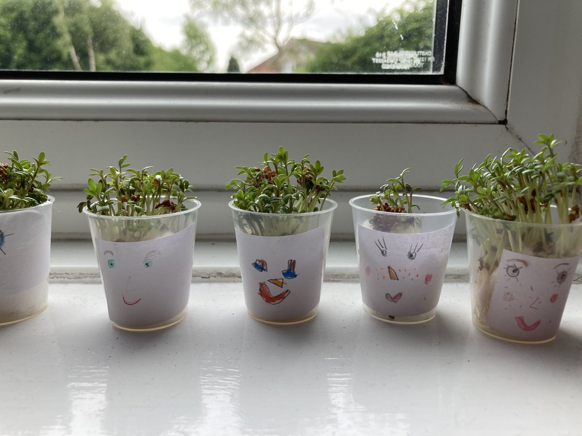 AnParkInfants's tweet image. Look how great our ‘Cress Heads’ are growing as part of our instruction writing in English! #apienglish #apiclass3 #apiclass4 #apiscience