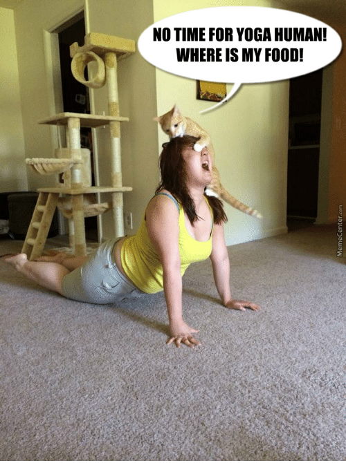 Track Yoga on X: Sometimes Cats don't like yoga #memes #yogamemes  #hilariousyoga #catyoga  / X