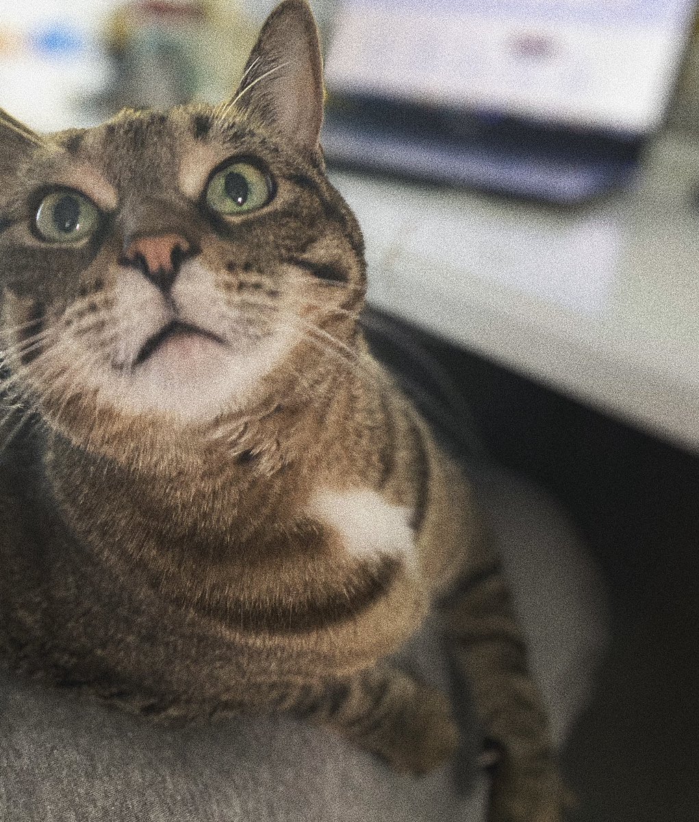 ZynfinityDesign's tweet image. Pepper is hard at work today approving all our social media posts 🤩

We think she’s doing a pretty good job, don’t you? 🥰

#Smallbusiness #WorkingFromHome #LdnOnt