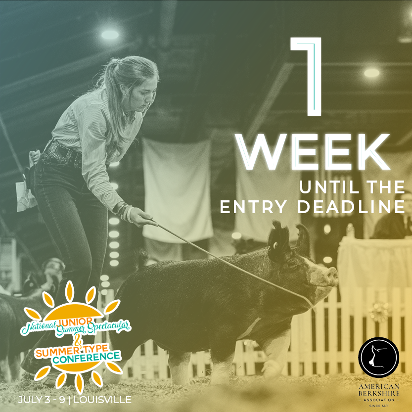 There's just 7 days left to enter for the 2022 Summer Type Conference! Join the ABA, NSR and NJSA in Louisville July 3-9. 

Find STC info and enter online at: americanberkshire.com/summer-type-co…

#STC2022 #AmericanBerk