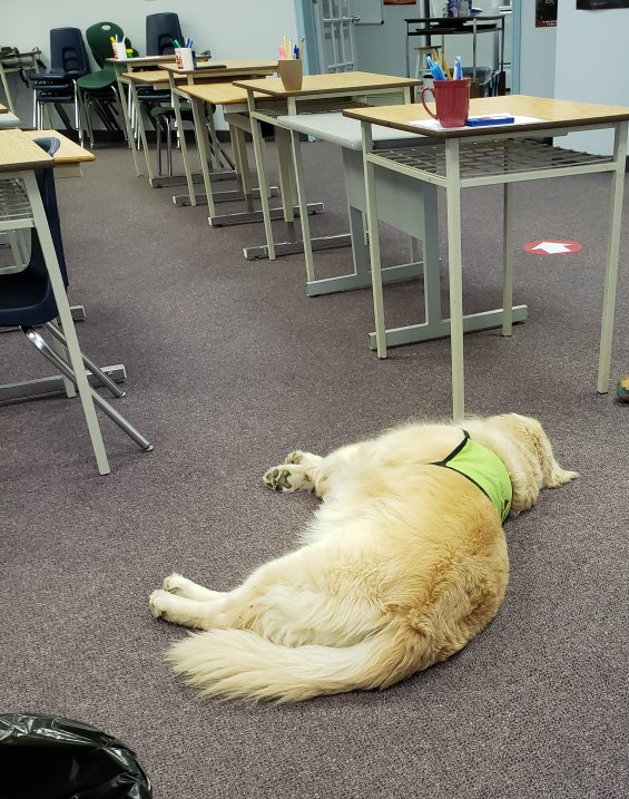 Bella is exhausted after a busy morning @SSSSBradford keeping students company. <a href="/SCDSB_Wellness/">SCDSB Mental Heath & Well-being & Health/Wellness</a> <a href="/LL_MSmith/">LL Millard-Smith</a> <a href="/SweetCharityDog/">Sweet Charity</a>