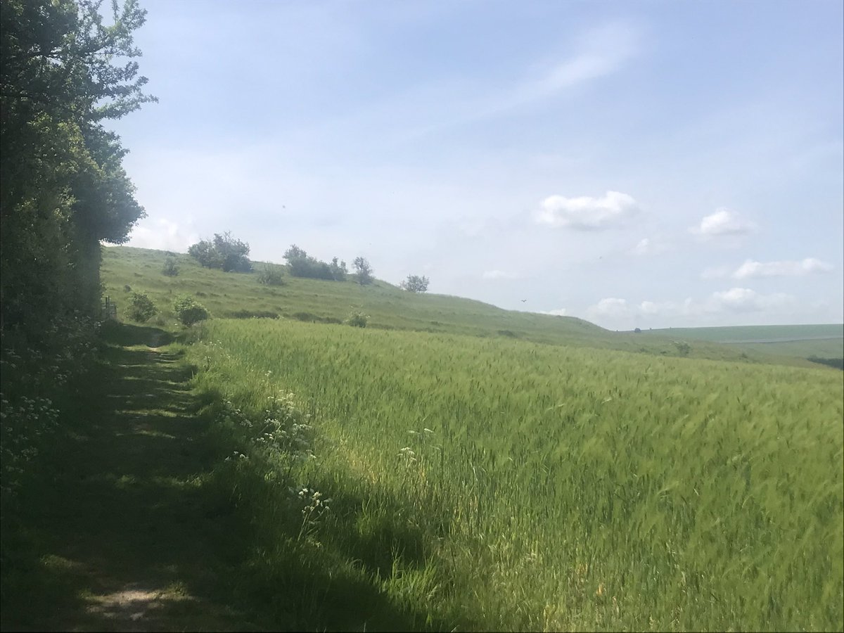 catttwings's tweet photo. Blewburton hillfort in Oxfordshire: the site of Iron Age occupation and of an early medieval cemetery. Last photo shows the view to the north with another hillfort (the Clumps) on the right. https://t.co/05y81r9g0r