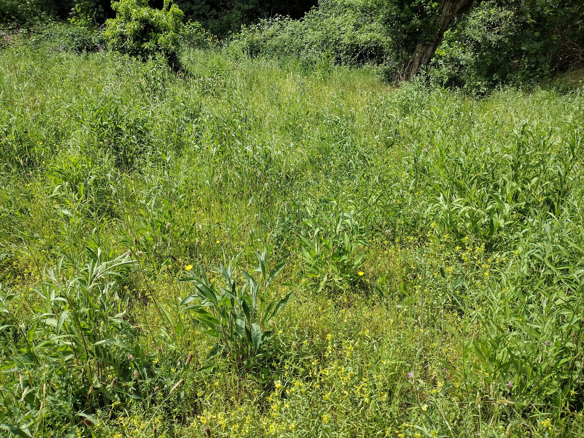 SNCVvolunteers's tweet photo. Lovely to get out and undertake a vernal survey of #QueenMarysWoodland. Amazing to see where we are now, after 10 years of hard work from the woodland being transferred to @SuttonCouncil as part of the Orchard Hill redevelopment.
194 #plant #species recorded today https://t.co/GMUvU3Q7WD
