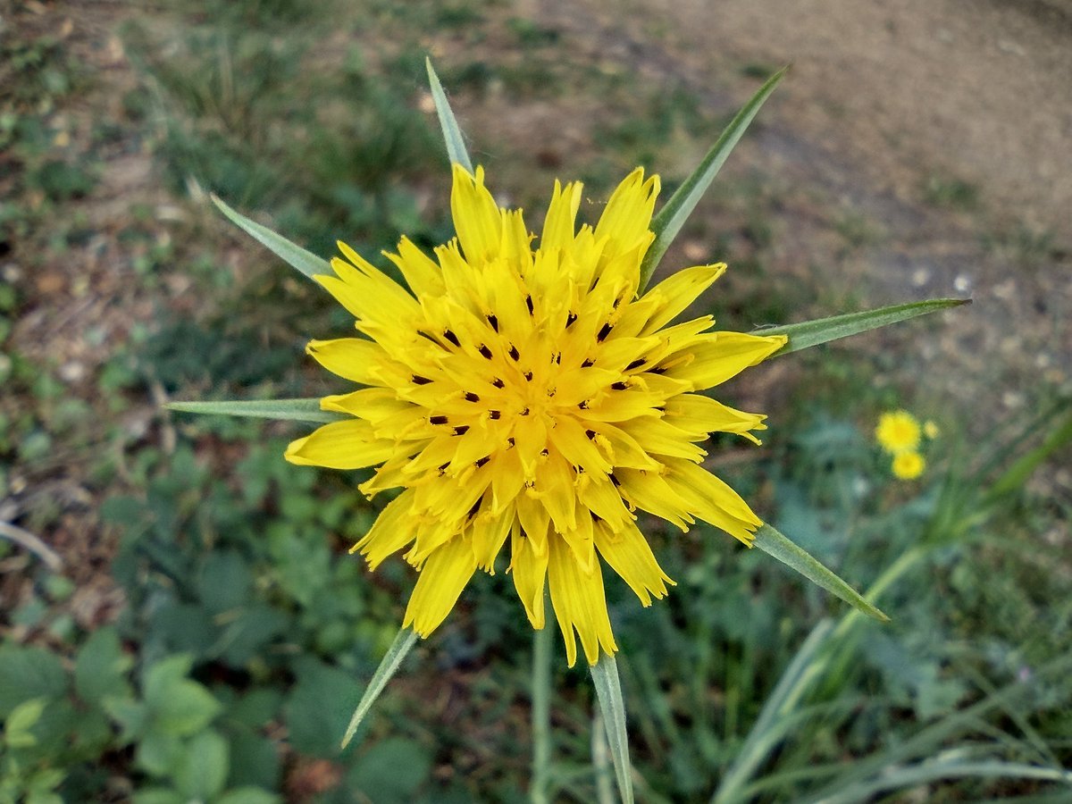 SNCVvolunteers's tweet photo. Lovely to get out and undertake a vernal survey of #QueenMarysWoodland. Amazing to see where we are now, after 10 years of hard work from the woodland being transferred to @SuttonCouncil as part of the Orchard Hill redevelopment.
194 #plant #species recorded today https://t.co/GMUvU3Q7WD