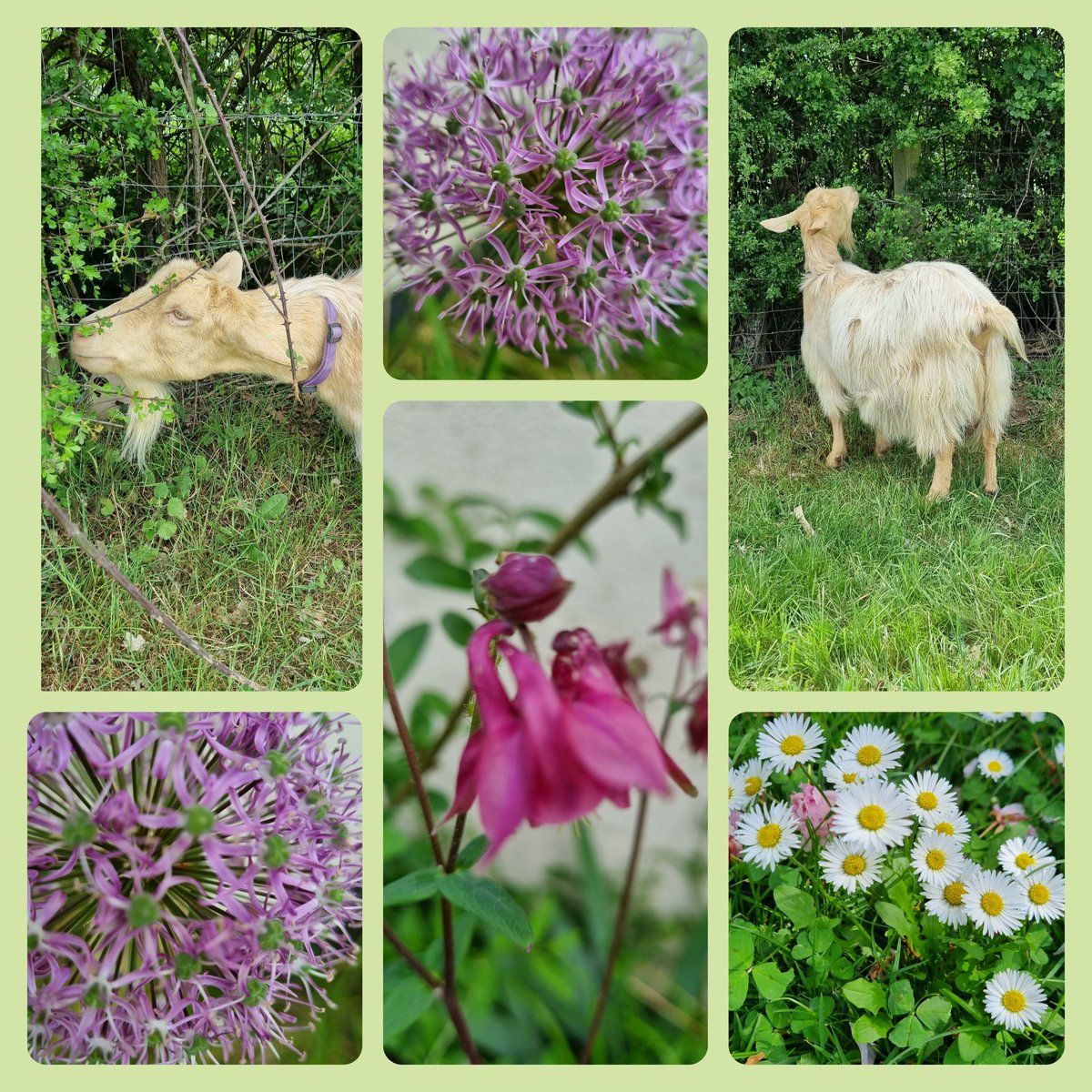 FarmLife_Potton's tweet photo. Spring flowers,Pregnant #goldenguernseygoats #sunshine #Flowers #GardeningTwitter https://t.co/KMKxyyIALZ