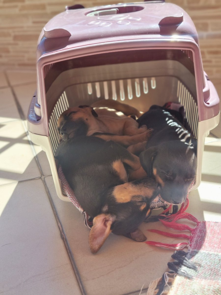 famosawh0's tweet photo. Me ajudem com RT, por favor🥺 (RJ) Na madrugada mais fria do ano, tiveram coragem de jogar de um carro aqui na rua, essas 3 filhotes de aprox 2 meses. Resgatei e estamos a procura de ADOÇÃO. Já estão tratadas e foram no vet. Levo até você! Ajudo com 1 ano de ração! https://t.co/EtaLUU06OM