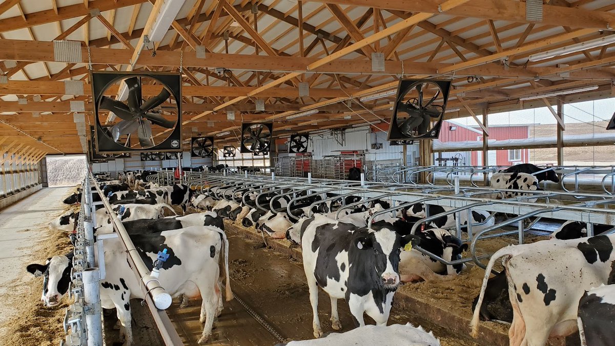 umndairyext's tweet photo. Please join us tomorrow at 11:30am Central US time for Episode 17 of 30 Minutes: Robotic Milking Edition. Our  guest is Sam, a young dairy producer from MN who manages a 2-@DairyRobot startup operation. Register at https://t.co/ghNBFL0KCn. https://t.co/HrogDh8jaA