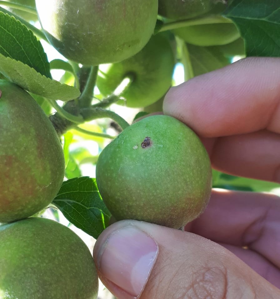 redfaragon's tweet photo. Primeras larvas de #Carpocapsa #Cydia pomonella. Es el momento de aplicar productos larvicidas.
#GIP #ATRIAs https://t.co/P2IkCIOqyK