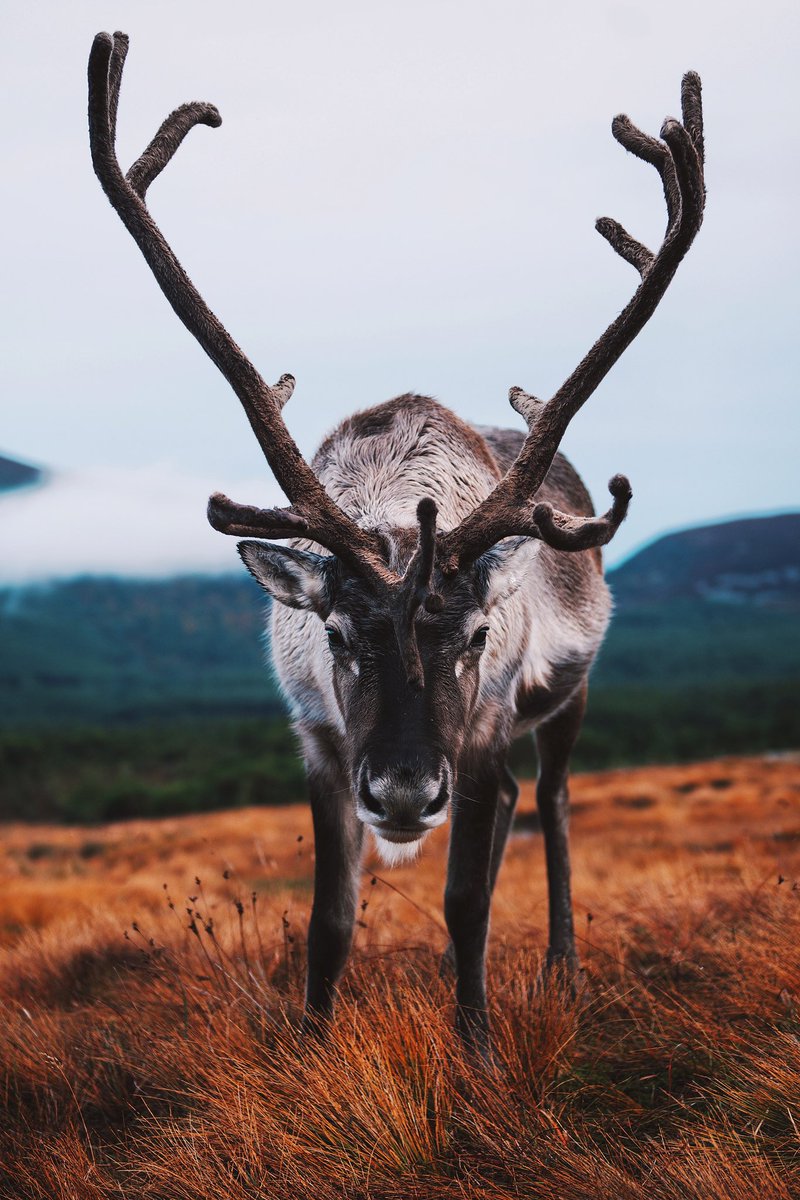 ali_horne_'s tweet photo. Gm to the curious ones 👀 and yes, we do have reindeer in Scotland! https://t.co/QmP43b0c1b