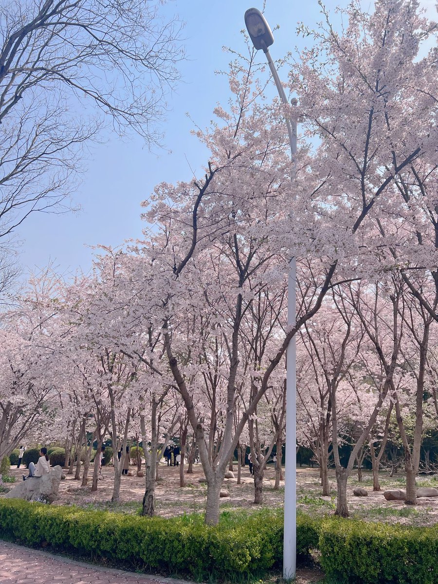 youngreenoli's tweet photo. 🌸 https://t.co/o4CiGQvn84