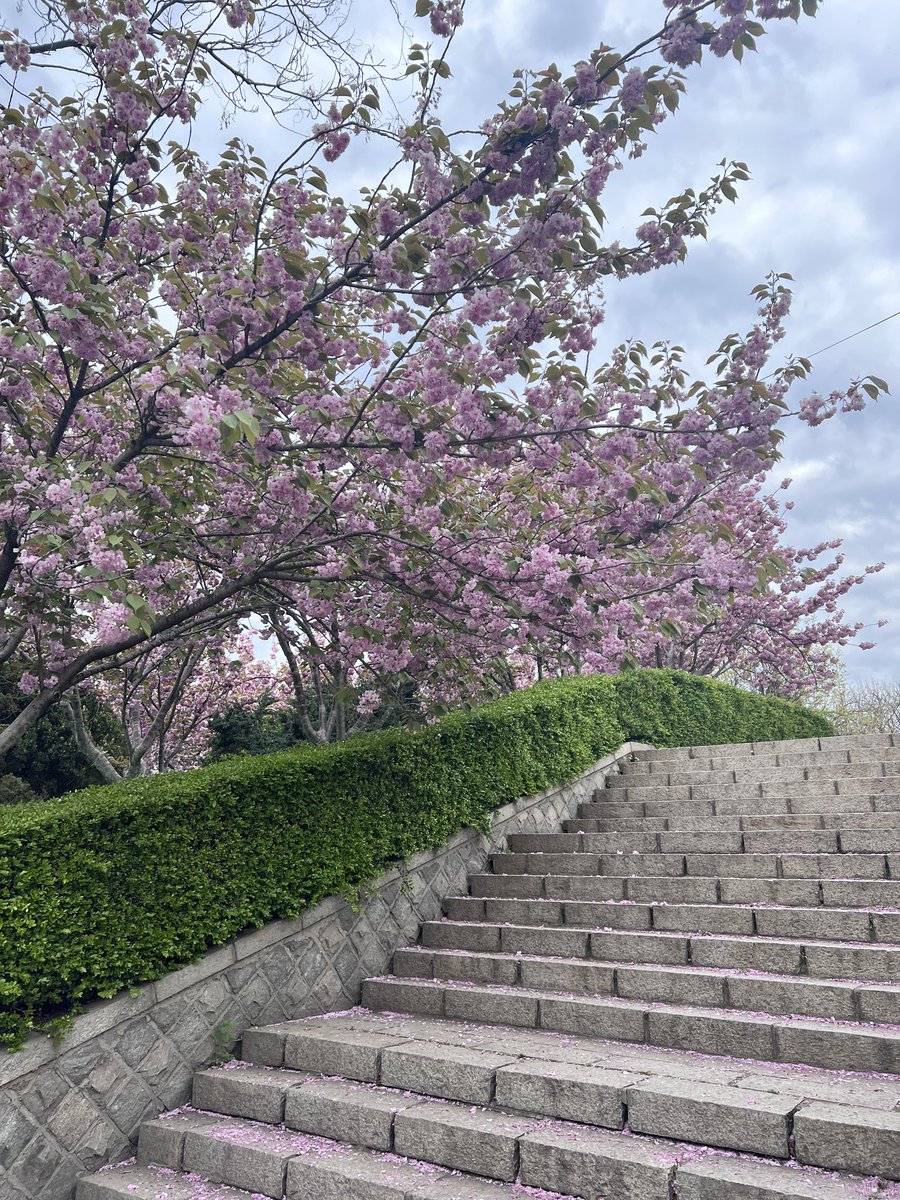 youngreenoli's tweet photo. 🌸 https://t.co/o4CiGQvn84