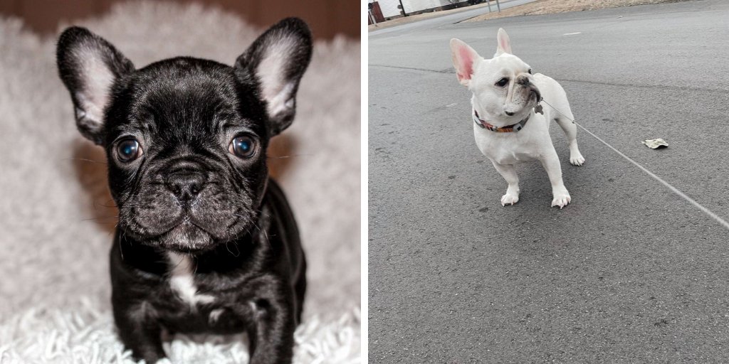 Dog-gone it!

Someone stole these two dogs from a home on Wallace Way in Lexington during a burglary last week, according to the owner.

If you have any info, contact Det. Barr at 803-785-8230.