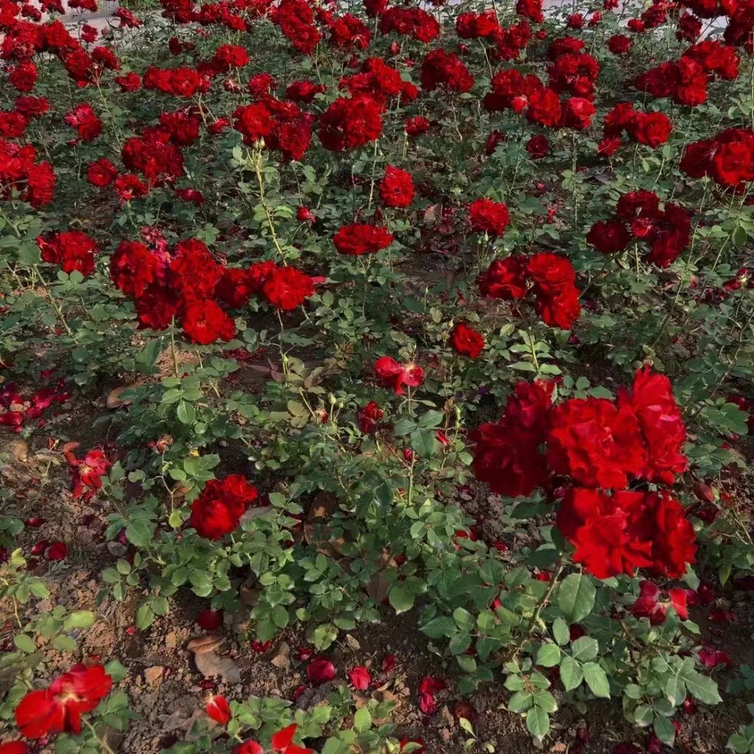 youngreenoli's tweet photo. 🌹🌷🌺❄️ https://t.co/vTqeirm2SO