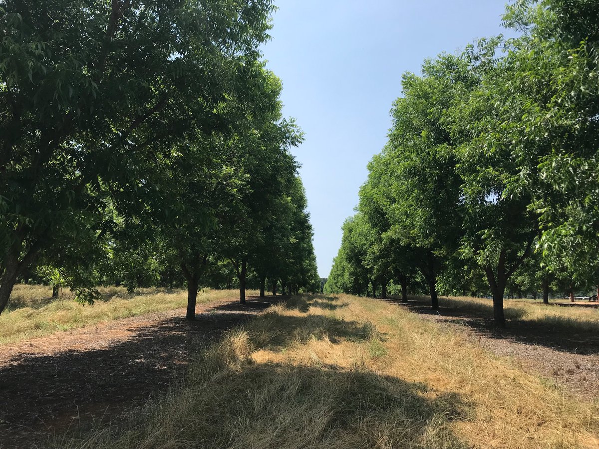 keeper_orchard's tweet photo. Clover’s dried down and ready to mow but at $5 diesel I’m in no hurry

No one pays me for how the orchards look. I’ll be cutting back on the mowing this year. It may not be pretty but it’s more profitable. https://t.co/mAvfl5MDwM