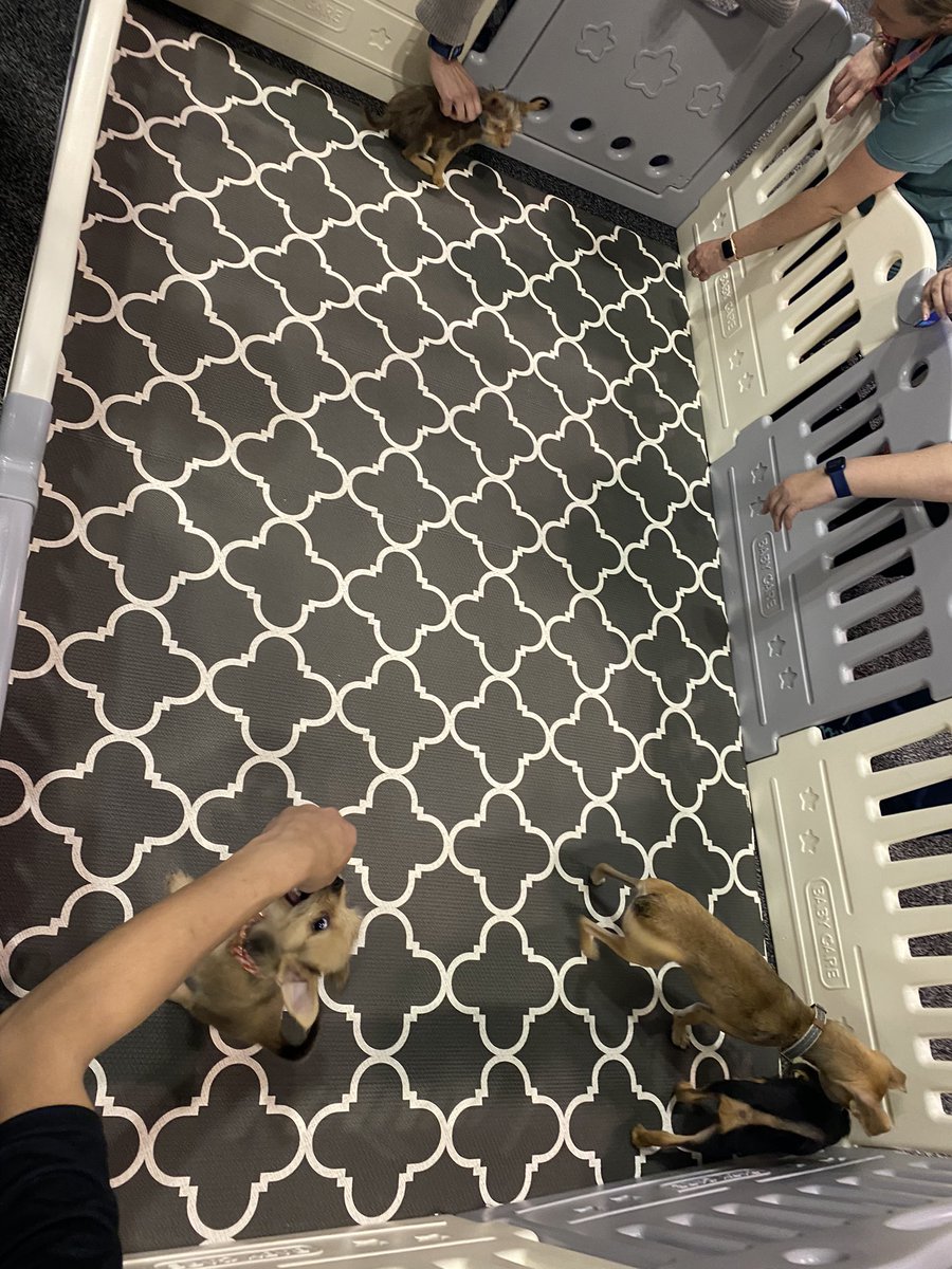 The BEST way to close out #ATD22- PUPPY THERAPY!!!!