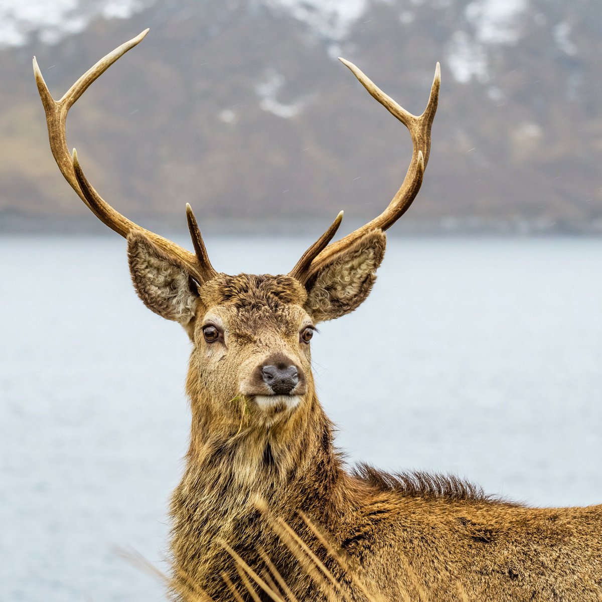 I’ve just realised that I managed to frame this Stag’s antlers with the snow covered hills in the background 🦌📷 

#earthcapture #springwatch #BBCWildlifePOTD <a href="/BBCEarth/">BBC Earth</a> <a href="/BBCSpringwatch/">BBC Springwatch</a> <a href="/WildlifeTrusts/">The Wildlife Trusts</a> <a href="/ScotWildlife/">Scottish Wildlife Trust</a> <a href="/nature_scot/">Former NatureScot account</a>  <a href="/UKNikon/">Nikon UK & Ireland</a> <a href="/VisitScotland/">VisitScotland</a> 

instagram.com/p/CdtNjleqZXv/
