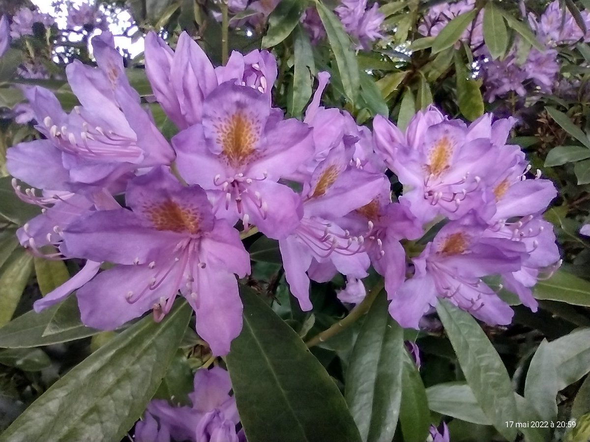 ThiChaplain's tweet photo. Un peu de macro hier soir, la #saison des #rhododendrons est bien entamée.y en a vraiment partout en #Bretagne. #Flore #servicetechnique #municipalité #ruralité https://t.co/VMxQgdnpt6