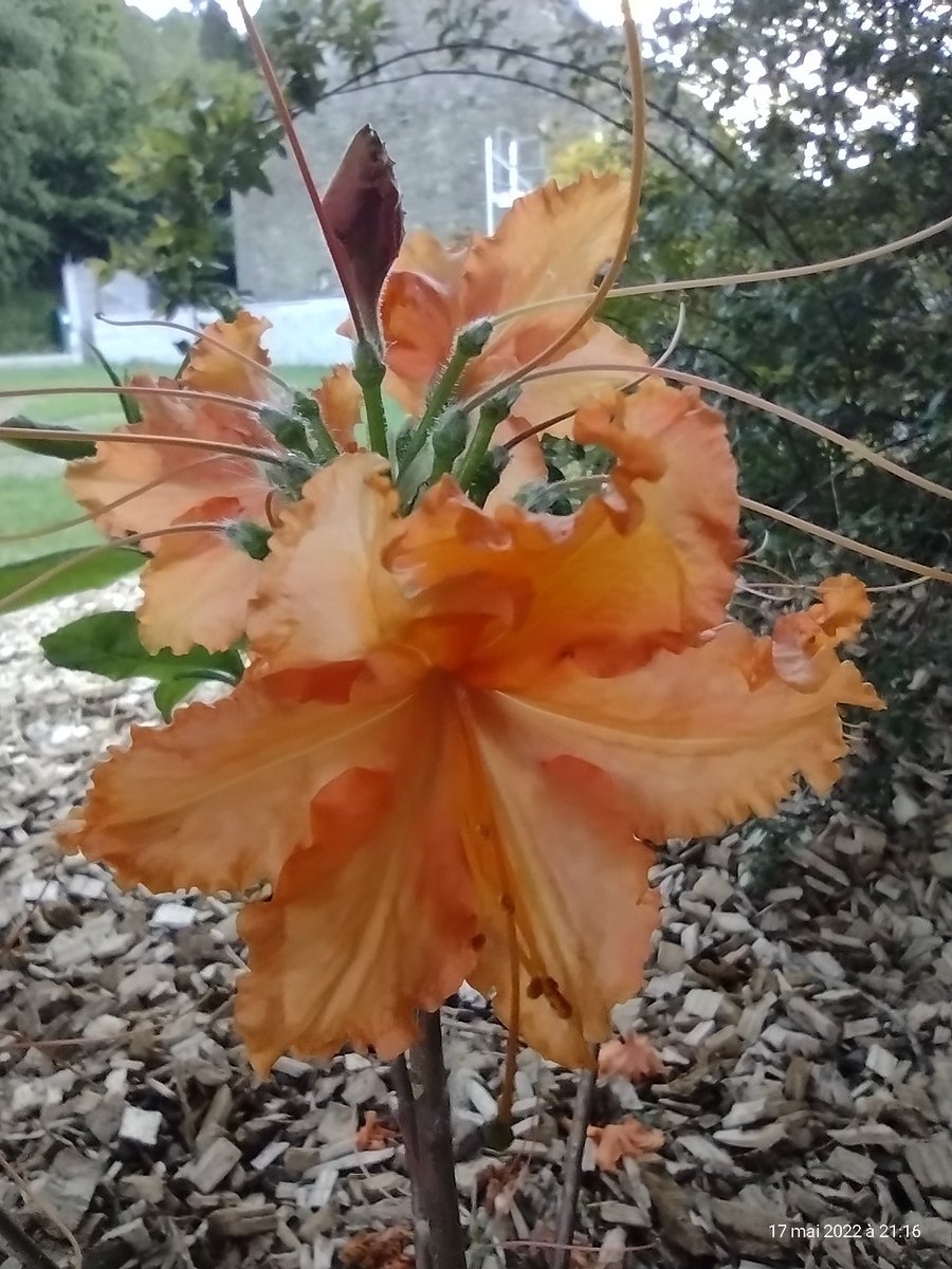 ThiChaplain's tweet photo. Un peu de macro hier soir, la #saison des #rhododendrons est bien entamée.y en a vraiment partout en #Bretagne. #Flore #servicetechnique #municipalité #ruralité https://t.co/VMxQgdnpt6