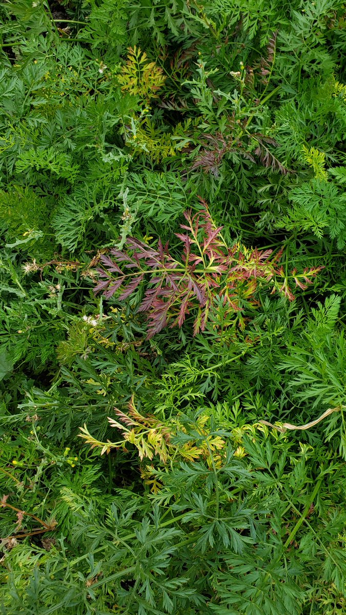 TylerWist1's tweet photo. #abbugchat Here is #asteryellows in #carrot leaves in reference to @vanbugsky 's Tweet about damage from insect-vectored diseases. The carrot root (the part we want) will be bitter and even mushy. https://t.co/LgEqHoABdc