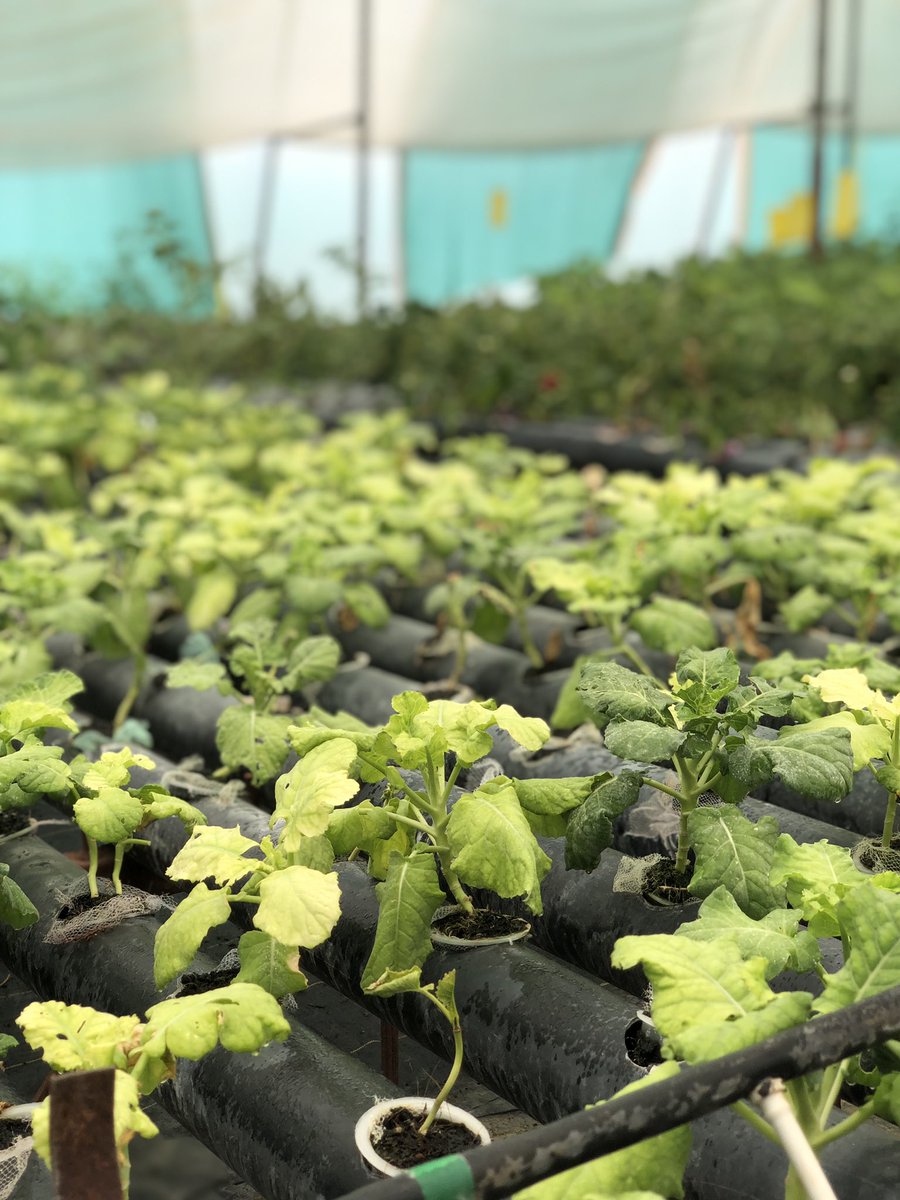 herespvr's tweet photo. Had a visit to a #Hydroponicfarming nursery,observed and got to know many things regarding it. #soiless #savesoil #organic https://t.co/qDmQt0UwvW