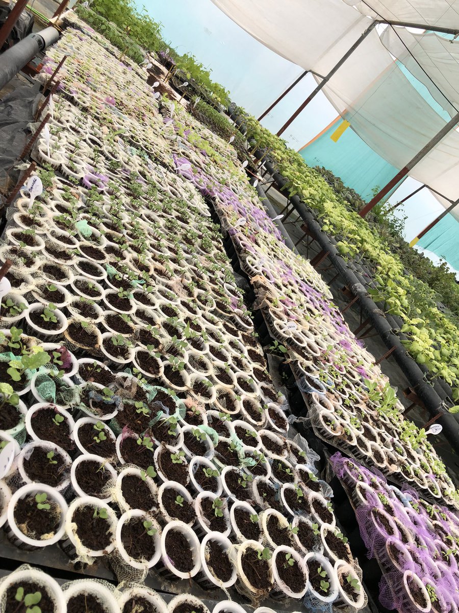 herespvr's tweet photo. Had a visit to a #Hydroponicfarming nursery,observed and got to know many things regarding it. #soiless #savesoil #organic https://t.co/qDmQt0UwvW
